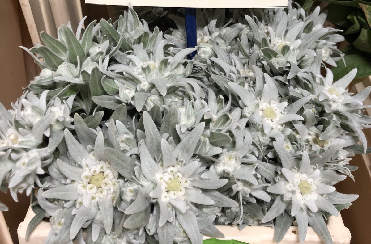 flores_cale's tweet image. Esta flor creo que a todos nos devuelve a la infancia....cuantas veces viste Sonrisa y Lágrimas?