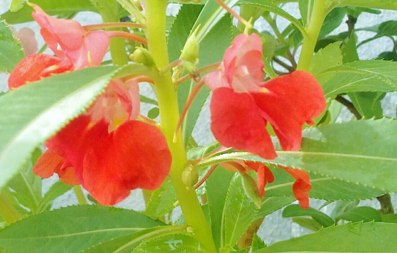 花 ギリシャ神話 黄金のリンゴを盗んだ疑いをかけられた 給仕をしていた女神はオリンポスを 追放されてしまう 汚名をそそぐため真犯人を探し回ったが 力尽き息絶えてしまう そして ホウセンカ の花となった 今日の誕生花 花 ギリシャ神話 黄金のリンゴを盗んだ疑いをかけられた 給仕をしていた女神はオリンポスを 追放されてしまう 汚名をそそぐため真犯人を探し回ったが 力尽き息絶えてしまう そして ホウセンカ の花となった 今日の誕生花