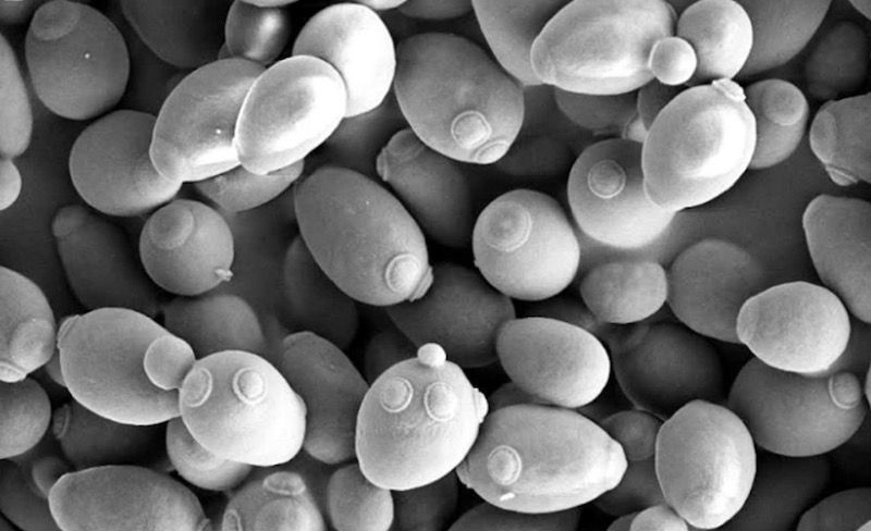 SBungers's tweet photo. Great article by @Labiotech_eu: 5 Easy DIY Biology Experiments You Can Do at Home https://t.co/CJo3urvdHe #DIYLabs #CitizenScience #bioart #biohacking #DIYBio @diybio @biogarage @BiologiGaragen @DNApunks https://t.co/AuxIH0dBOT