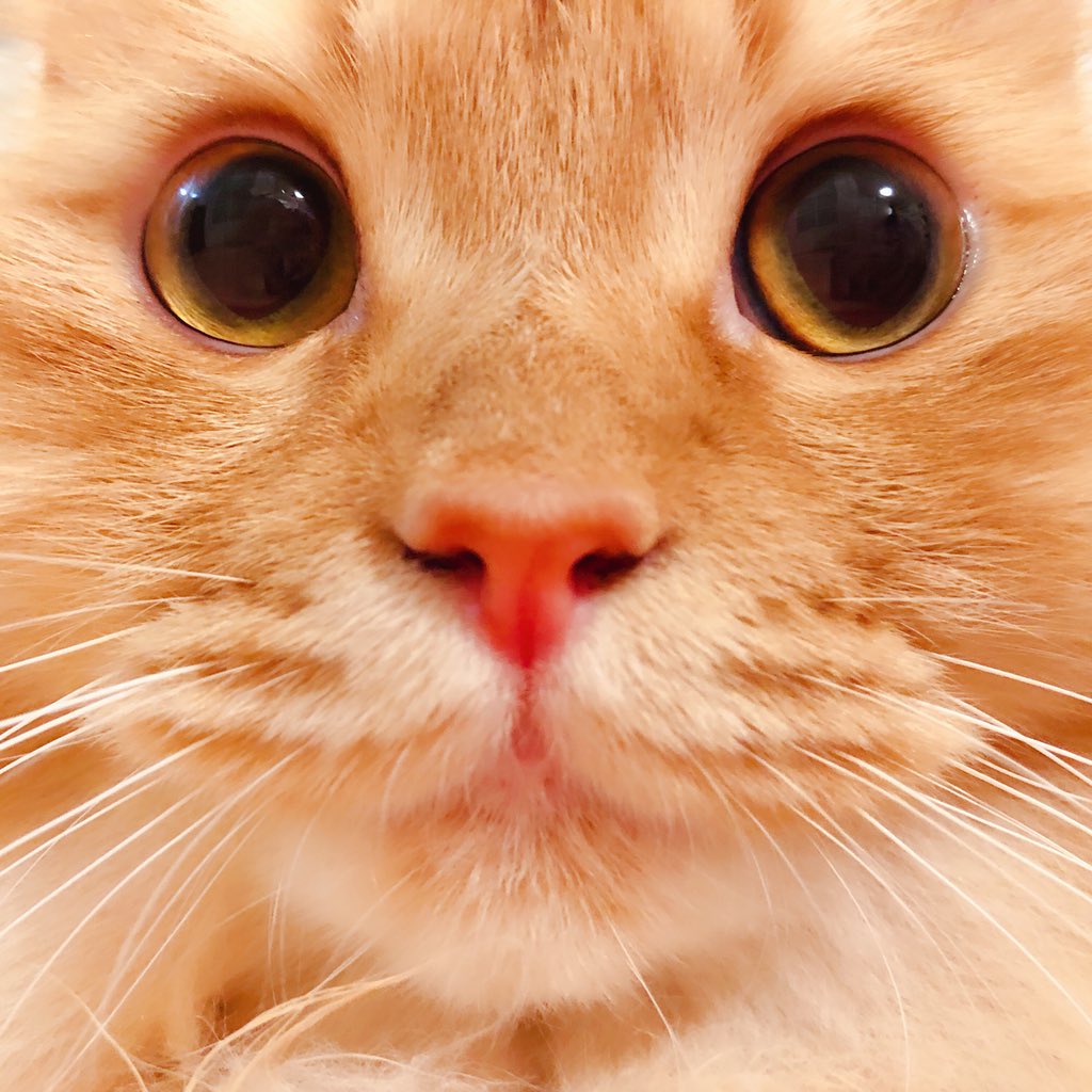 あらき New Album Unknown Paradox 発売中 おはようございます 3度目のzepp Tokyo またまた晴天に恵まれて調子もよいです 今日も楽しんでいきましょーーっ ドアップの猫たちをいまロック画面にしてるんですが 楽屋で元気チャージ出来て