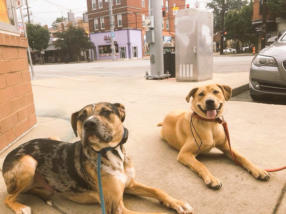DogWizardLvKy's tweet photo. You can do all kinds of fun stuff with a well-trained dog! Jasper and Colby got to go out for a cup of coffee this morning on Jasper’s last day of training. Make a point of finding a way to include your dog in your life!
#NationalDogDay2018 
#dogtraining #catahoula #labmix https://t.co/QZHFWhTowz