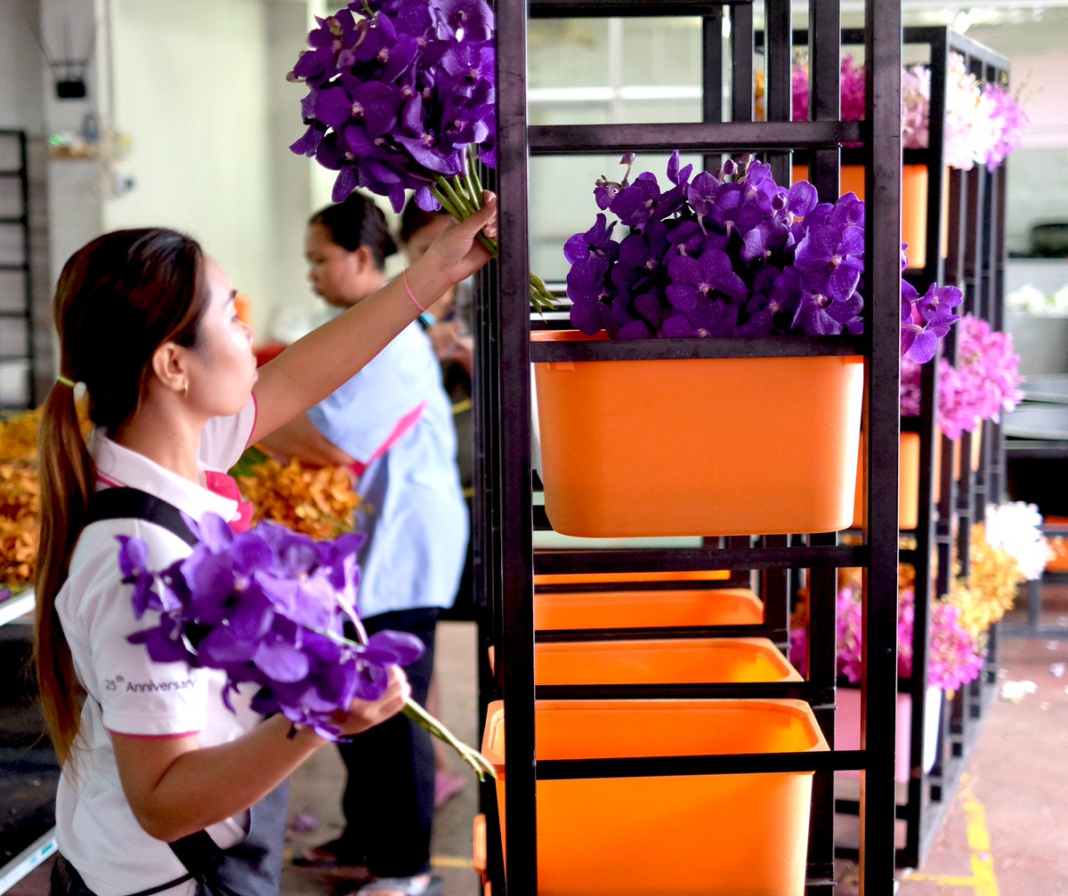 ThaiOrchidsExp's tweet photo. Good morning everyone! What a wonderful Monday ☺️

More 👉 https://t.co/4ldU0ejnEj

#MondaySweetMonday #Flowerslovers #ThaiOrchidsExport #CutOrchids #Orchids #ImportThaiOrchids #ImportThailandOrchids #Freshcutorchids https://t.co/CjzH2HKO2v