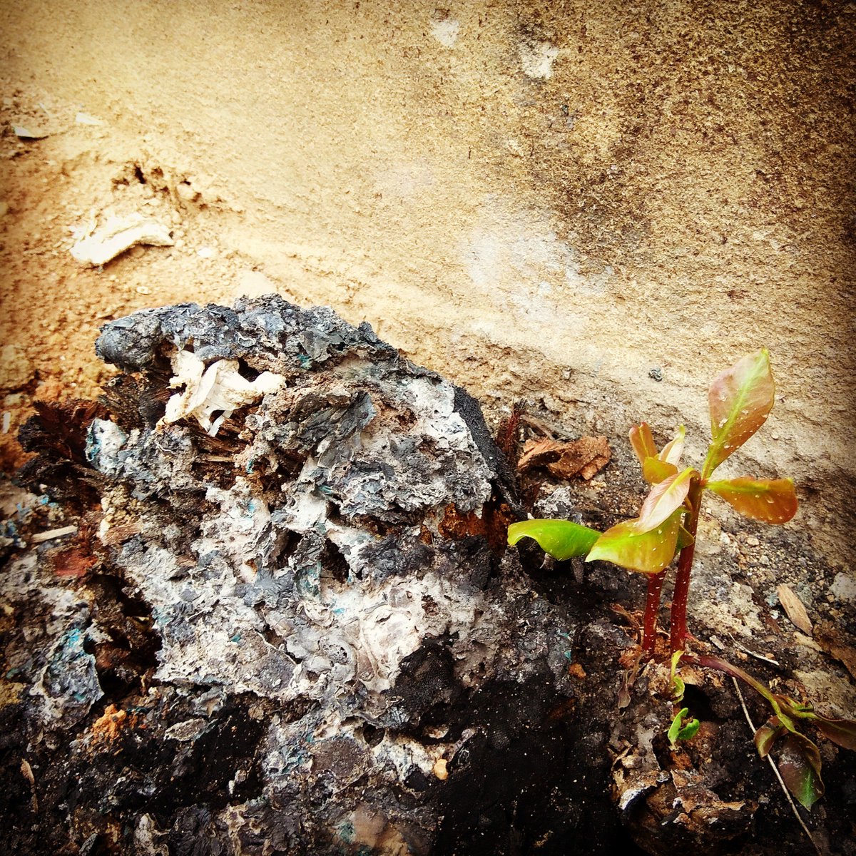 seasonwatch_in's tweet photo. Like a #pheonix from the ashes, a tiny branch arises from the stump of a #Jamun tree that was chopped and burnt. Many #woodyplants can resurrect this way, as long as their #roots are intact. This is called 'coppicing' and is a great #survival #strategy for plants! #lifeoftrees https://t.co/AOsGttXe9c