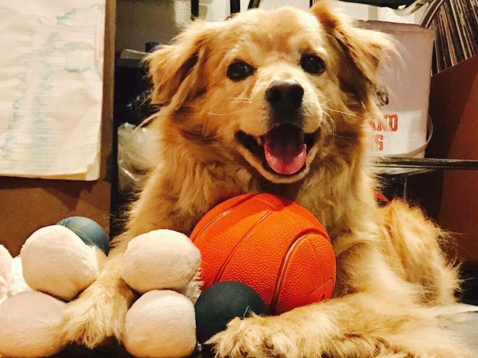 ClaudiaTuesday's tweet photo. Happy National Dog Day ! 
🖤 love you 🖤 https://t.co/JJMVvIEsiS