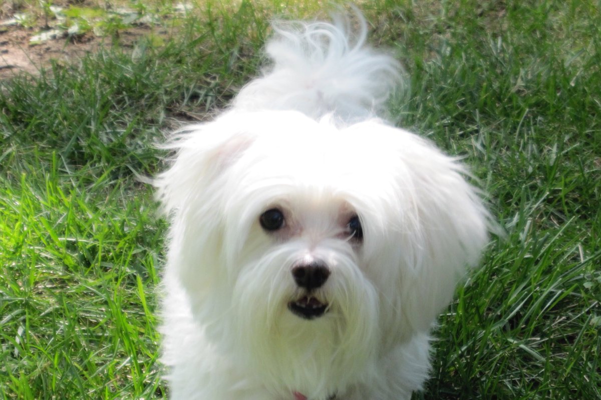 KeeliCT's tweet photo. Since it’s #NationalDogDay2018 I wanted to share some of my favorite pictures of my best friend Kaci, who I lost in April after 16 years together. I still miss her every day. https://t.co/ghw02WKa7f