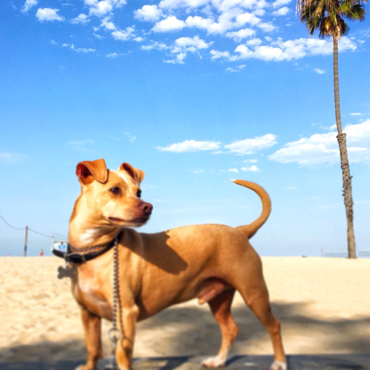 Hero Shot 🐾 
Paws up for #nationaldogday 🐶!
Ralphie’s LA #westside summertime strut 📷 : <a href="/diane_greenseid/">Diane greenseid</a> #makingfetchhappen #fetchpetcare #celebratedogs
