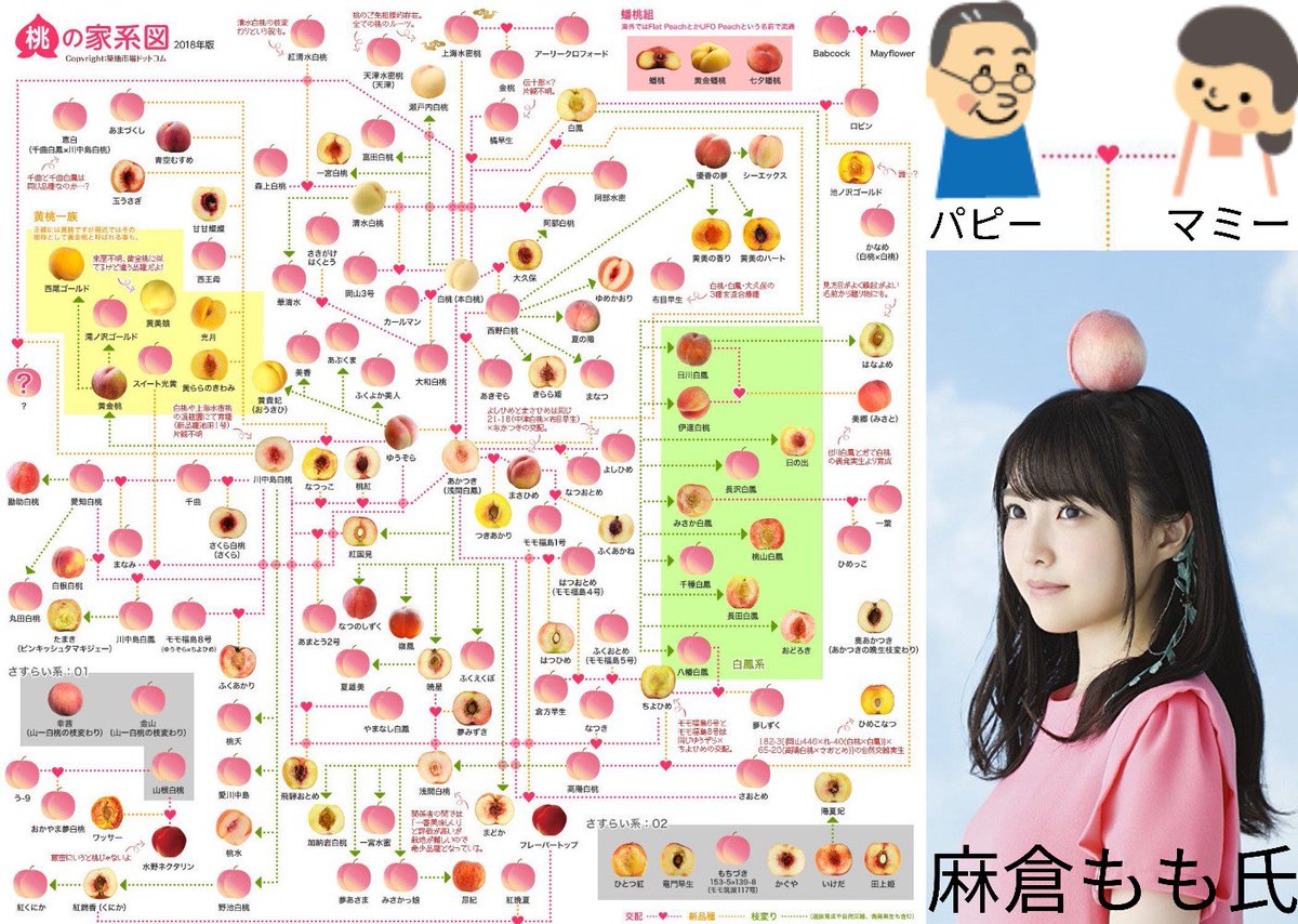 桃の家系図 Twitter Search Twitter