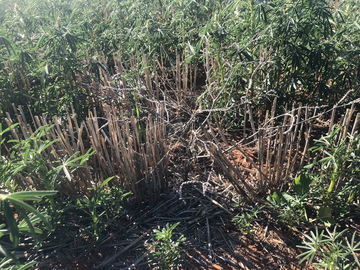 DMAg_consultant's tweet photo. The power of one heliotrope plant and what it does to crops 💥 https://t.co/ybZUkQyWU4