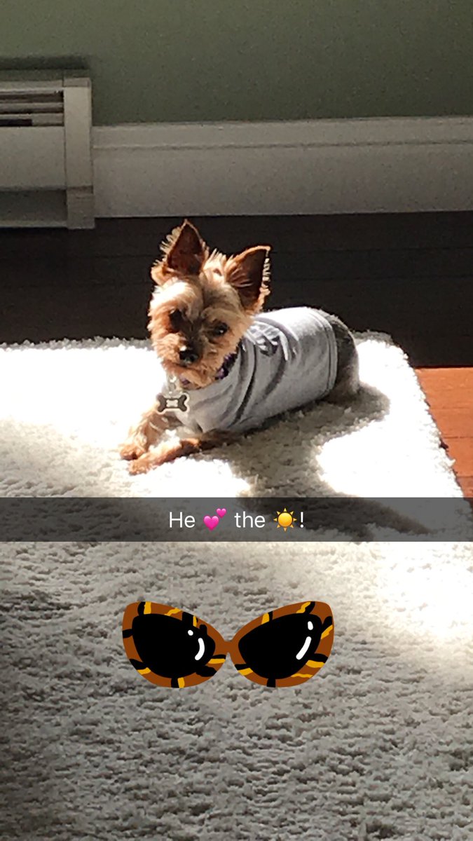 RyderEG's tweet photo. Hello friends.  This is @RyderEG mama.  Said goodbye to this little nugget today. He was taken from us way too soon.  We want to thank all his followers for the love &amp; attention you gave him.  Hug your pets daily and often. You never know when they’ll be gone. 💔#RIP #puppydog https://t.co/09SPN1tb09