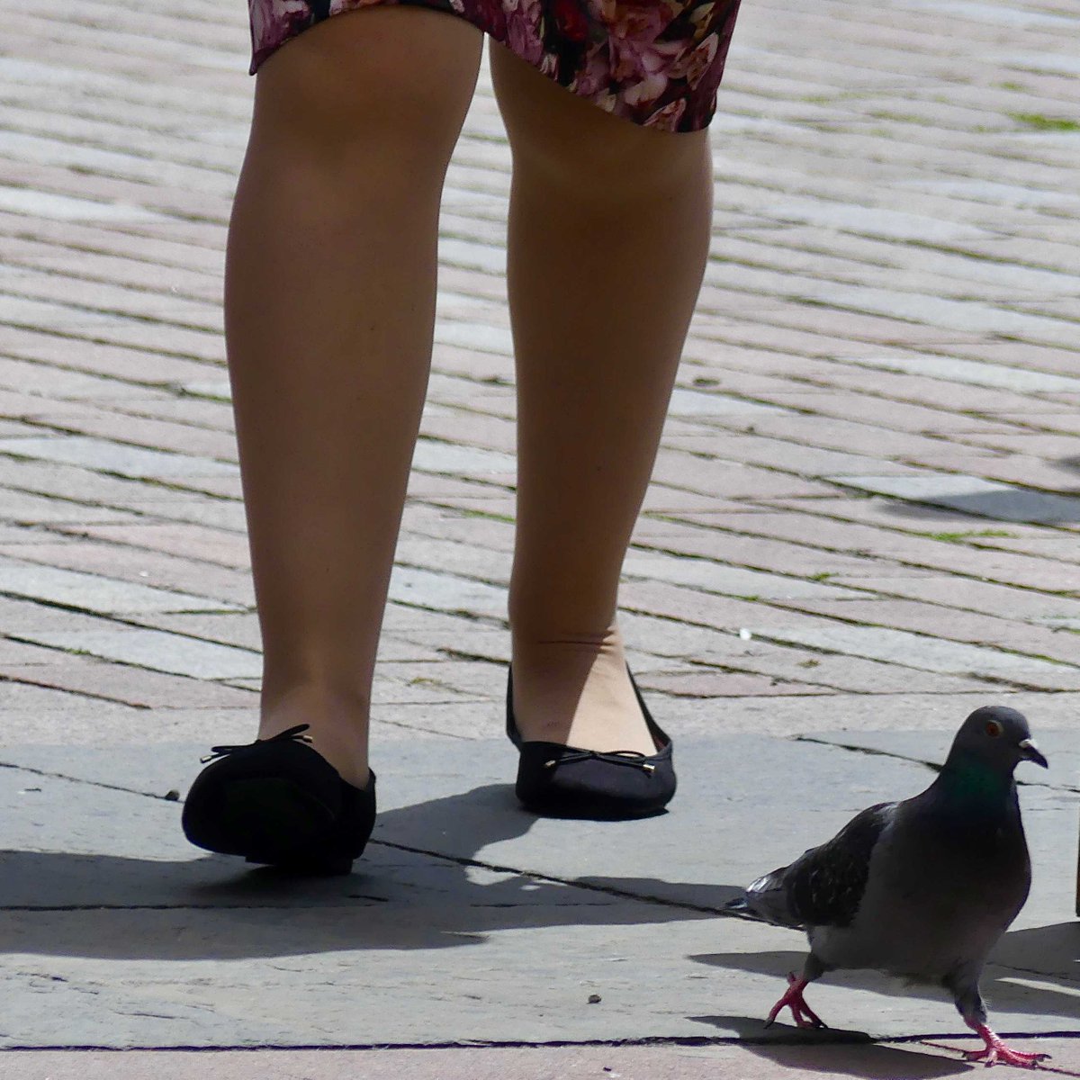 Walk tall. Step out. Kick arse. #edinburgh #pigeon #attitude #bandofsisters