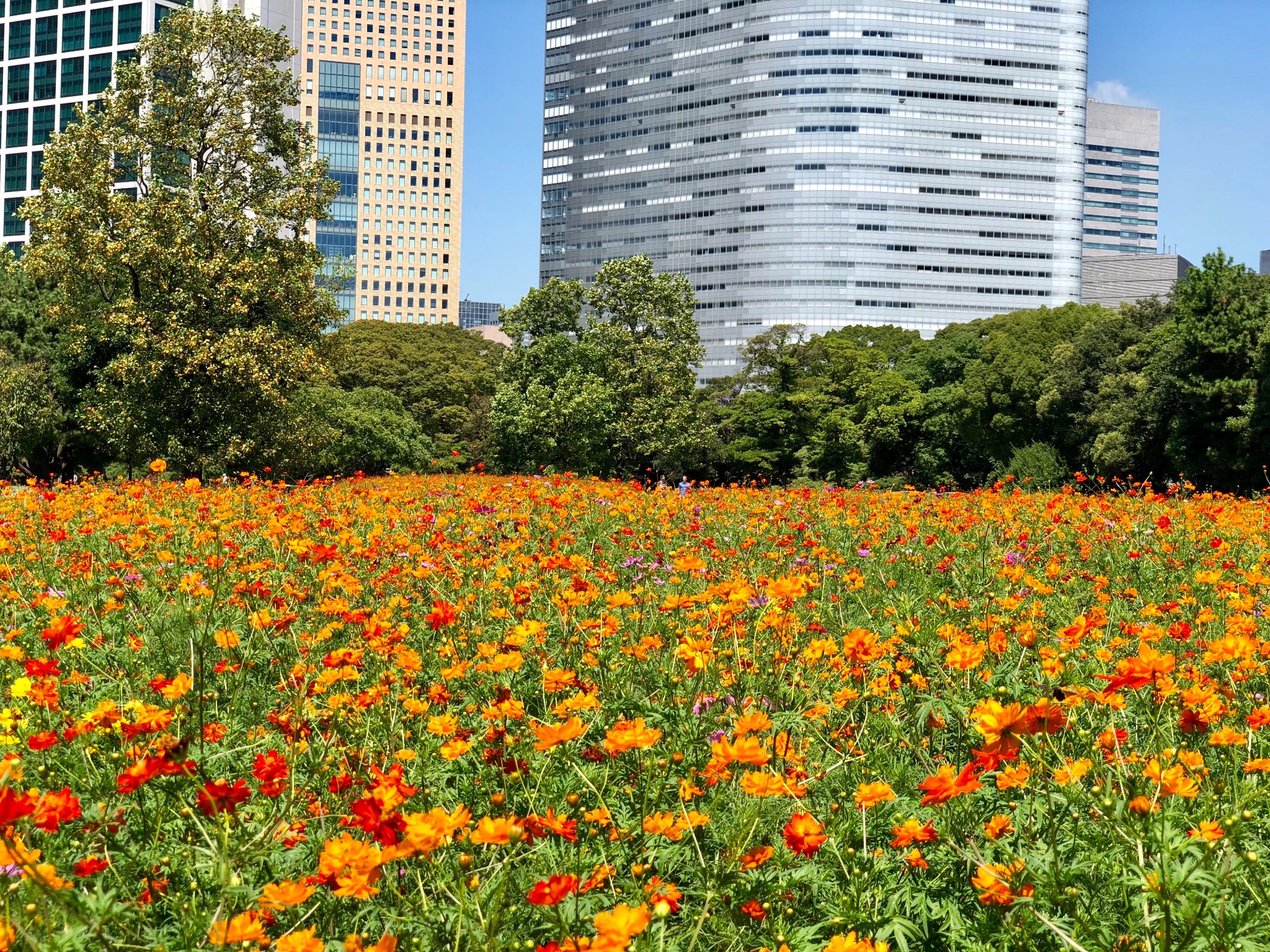 浜離宮恩賜庭園 お花畑のキバナコスモス 見頃が続いています 白やピンク色のコスモスもちらほら咲き始めました 旬のお花をぜひお楽しみ下さい キバナコスモス コスモス 浜離宮恩賜庭園 浜離宮 庭園 T Co Ghengku537 Twitter