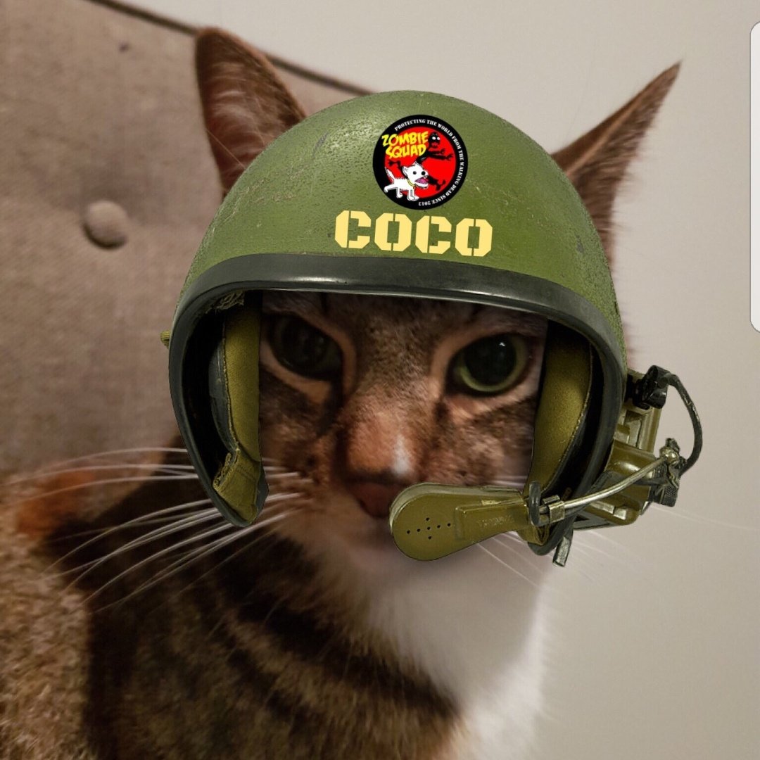 CatTimeWithCoco tweet media