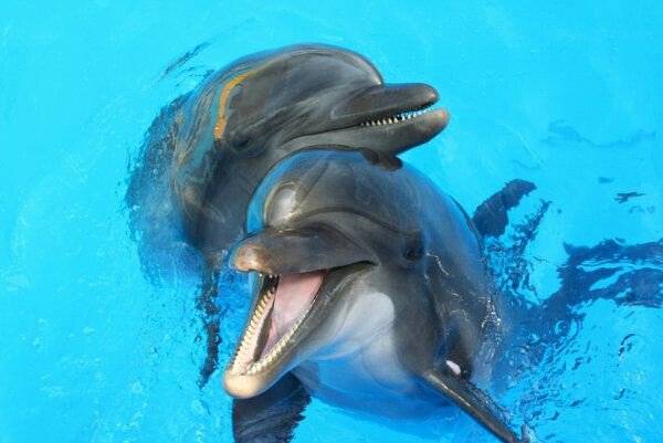 Patimoma56's tweet photo. Muy #BuenosDias
 "Porque la Vida es la Vida , 
   Vivela."
 Teresa de Calcuta 
#FelizLunes 💙 #FelizSemana https://t.co/sLelBBlOKt