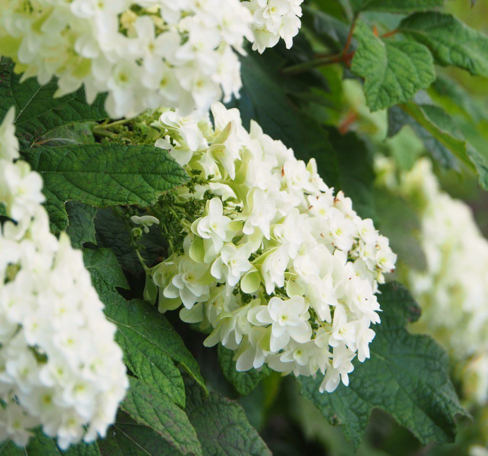 Herbal Tree Shop Nae Ya 円錐形の花房が美しい柏葉アジサイの八重咲き品種 花は秋色に変化し ドライフラワーにも向きます 秋の紅葉も見事です カシワバアジサイ 柏葉紫陽花 スノーフレーク 八重咲き カシワバアジサイ 柏葉紫陽花