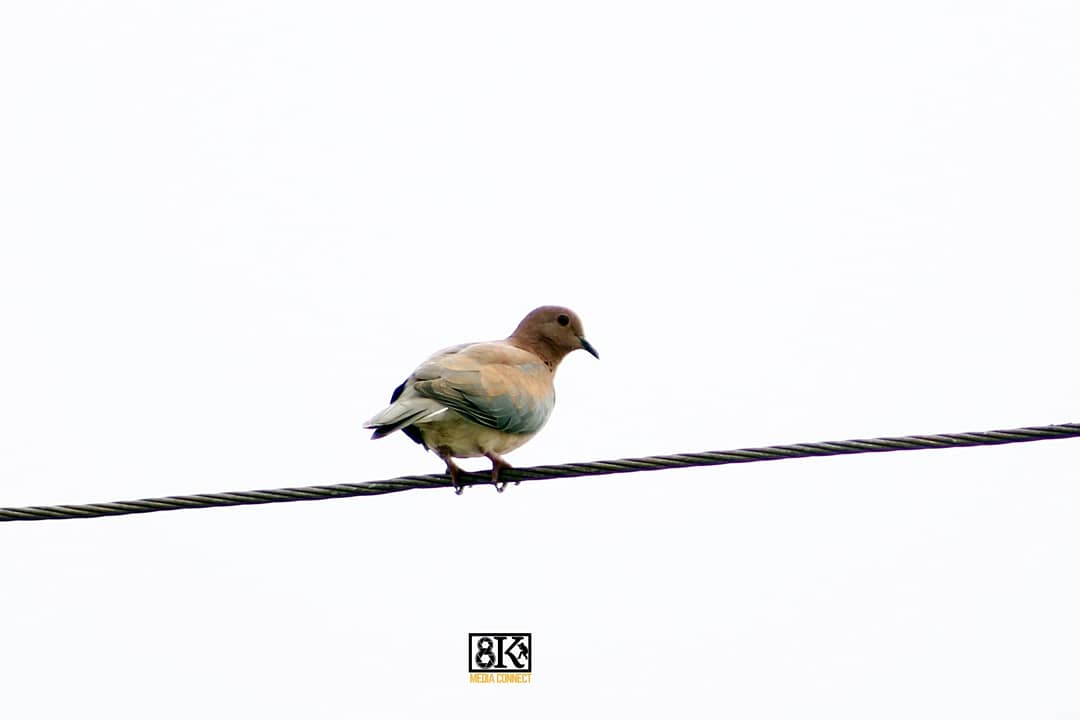 8kmediaconnect's tweet photo. Image's that tell stories....... @wedbschool 
.
.
.
.
.
.
.
#naturephotography #sky #sun #summercollection  #beautiful #pretty #sunset #sunrise #blue #flowers #night #tree #twilight #clouds #beauty #light #cloudporn #photooftheday📷 #love #green #skylovers #dusk #weather #day https://t.co/PK0FiT1goK