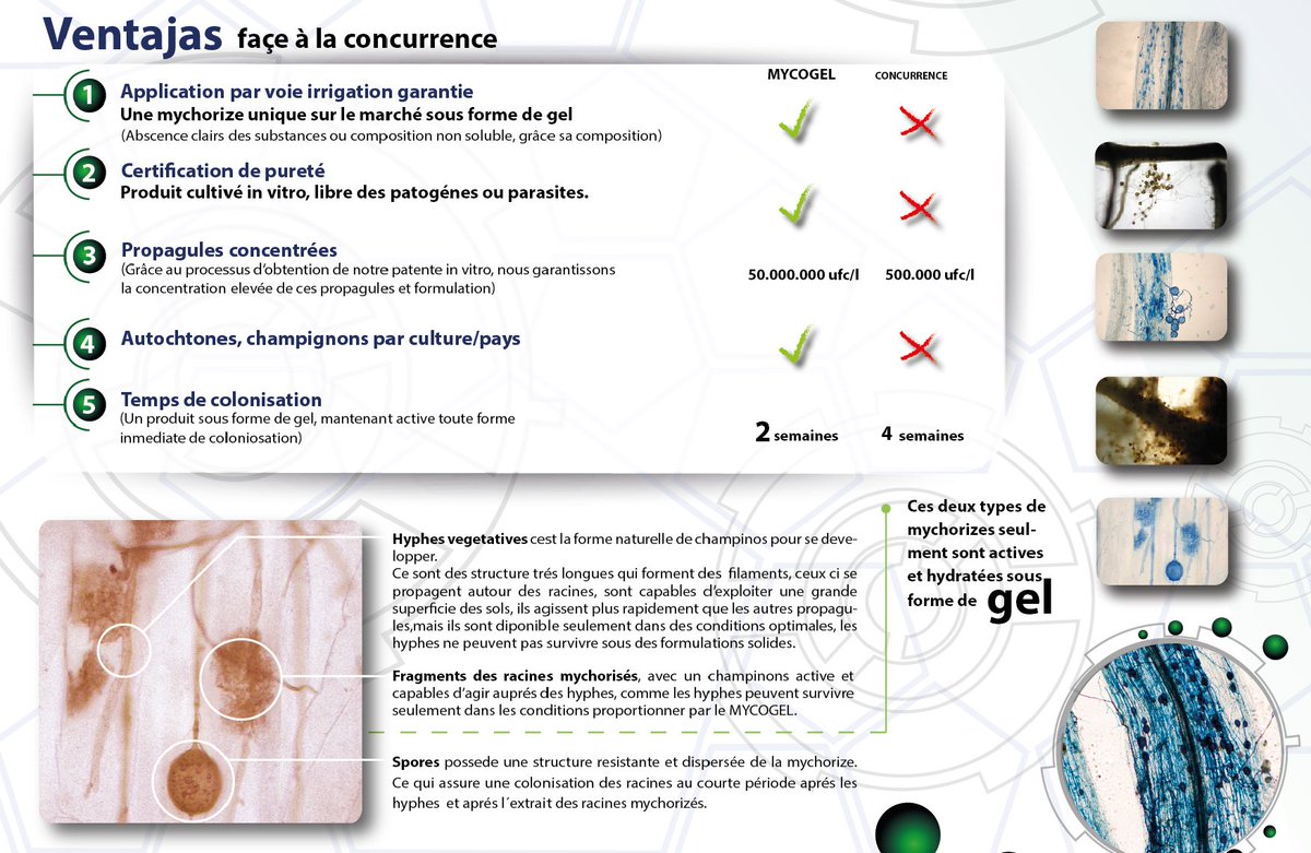 MaxymReva's tweet photo. #MYCOGEL est un #biofertilisant de champignons #mycorhiziens à #arbuscules #Rhizophagus irregularis, spécialement sélectionné pour sa grande efficacité. MYCOGEL a la plus grande concentration de propagules sur le marché des #mycorhizes, c'est une formulation en #gel @KimitecGroup https://t.co/3N19OANrST