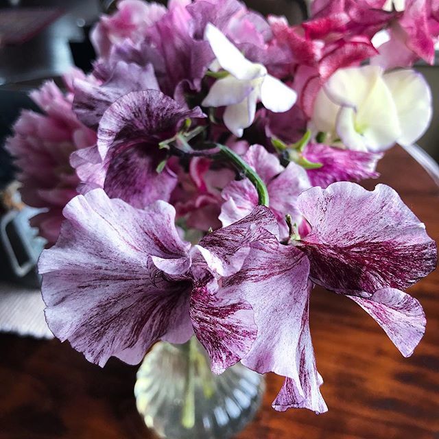 farnia22's tweet photo. Incredible purple sweet peas...the enormous blossoms look like they’ve been painted. The scent...heady & delicious. #thechroniclesoffarnia #thingssoamazeme #makemagic #purple #sweetpeas #flowers #flowersofinstagram #thankssue #giftsfromafriend https://t.co/4aijRo77DD https://t.co/ZILbXZ8vye