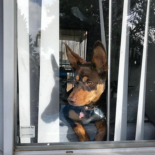 kelpiecountry's tweet image. "How much is that doggy in the window.. woof woof! The one with the waggerly tail...woof woof!" 🎤
.
That's the song I have stuck in my head while I'm waiting here for my hoomans to come home from work!
.
#windowdog #doggyinthewindow #waiting #afterwork #cominghome #stuckinmy…