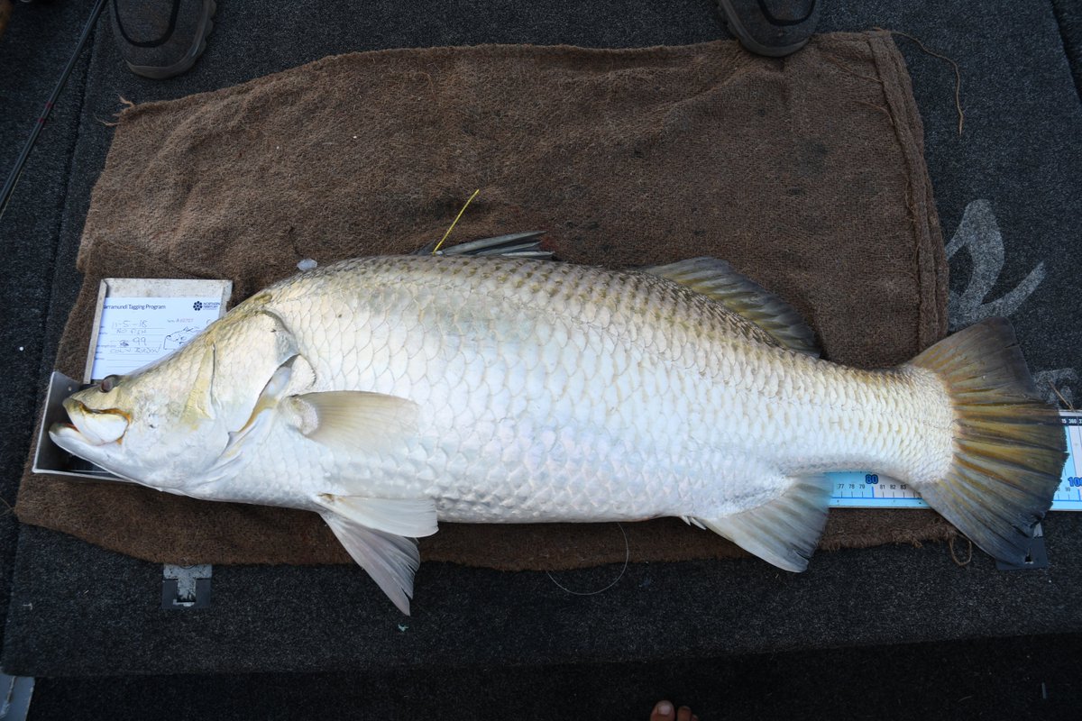 reidyslures's tweet photo. SOOOO close 99.5cm #NOTADOLLAR in the 2018 Barra Classic on a #reidyslures Fish Snakz soft Vibe in sunset colour https://t.co/xJz5PcVG1O