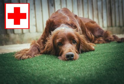 Dog First Aid - Why It's So Important...buff.ly/2wfXdd7 #dogs #petfirstaid #thepetsbiz #petsitesunite