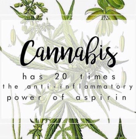 greenhoney2's tweet photo. #CBD #cannabis https://t.co/5b6Xy3f5oN