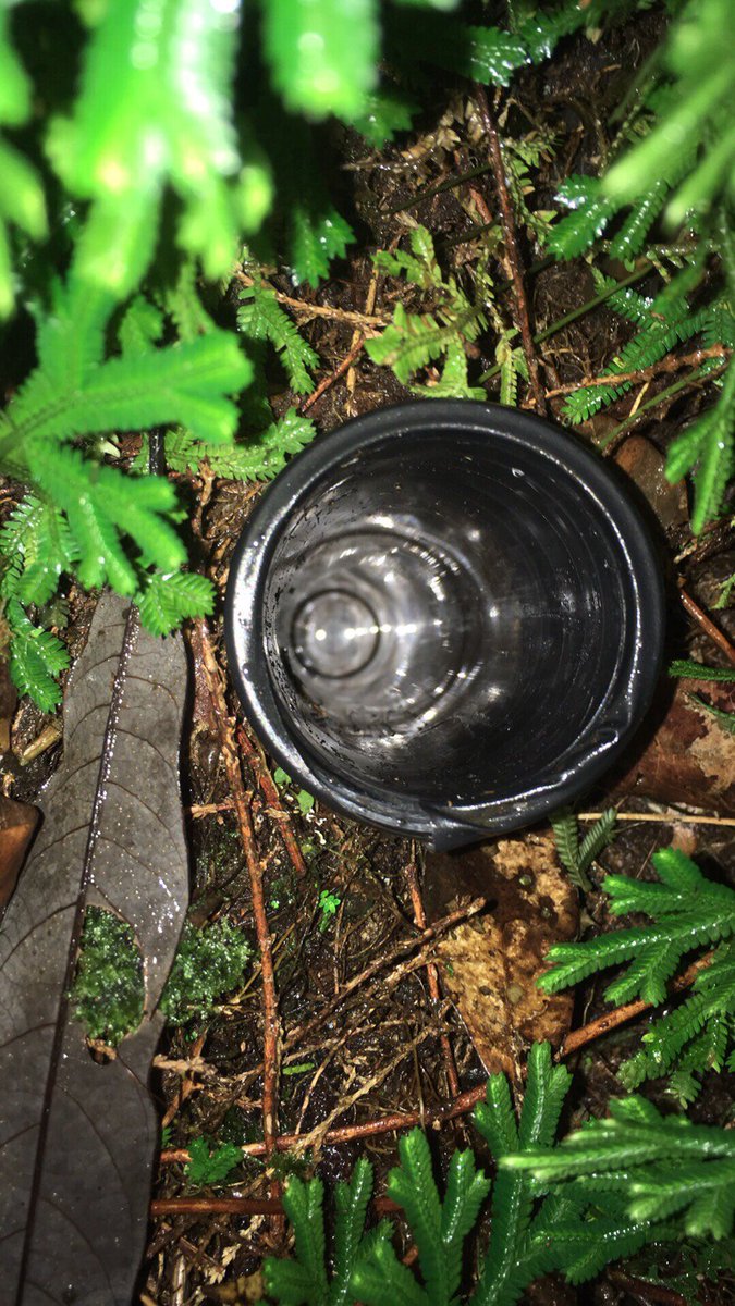 ChoyHuang's tweet photo. Glass tubes have been installed in a near tropical montane cloud forest #ChilanMountain for more than a year. Funding is finally in and let's photo them. #fineroot #microrhizotrons #NPP #RootSmart #MachineLearning https://t.co/d211KuBWES