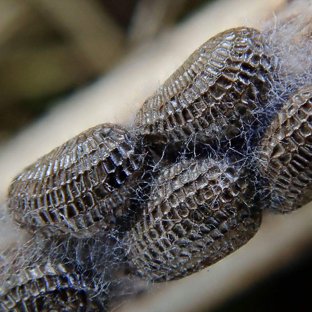 Hundreds of Yellow Horned-poppy seeds are packed into a 30cm long pod and are providing a snack for flocks of Linnets and Goldfinches.