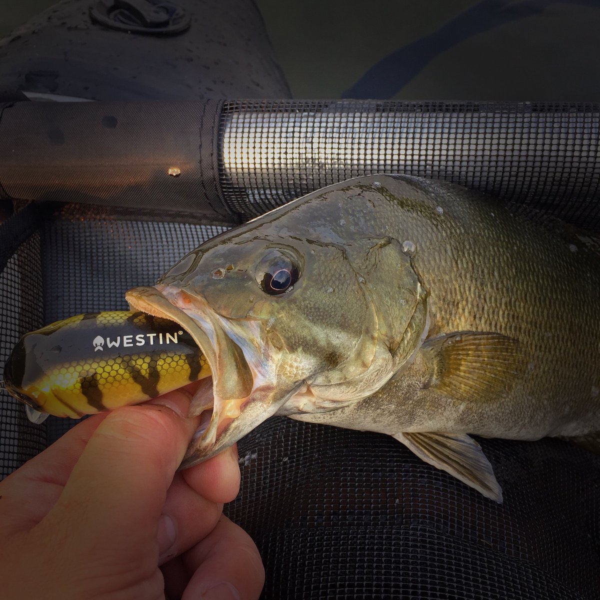 StevebellAngler's tweet photo. The early #FatBite gets the #Bass!
#WestinFishing #WestinFishingCanada #WestinFishingUSA #smallmouth #smallmouthbass #bassfishing #fishing #fishinglife #fishingcanada #crankbait https://t.co/8LcDzklmwd
