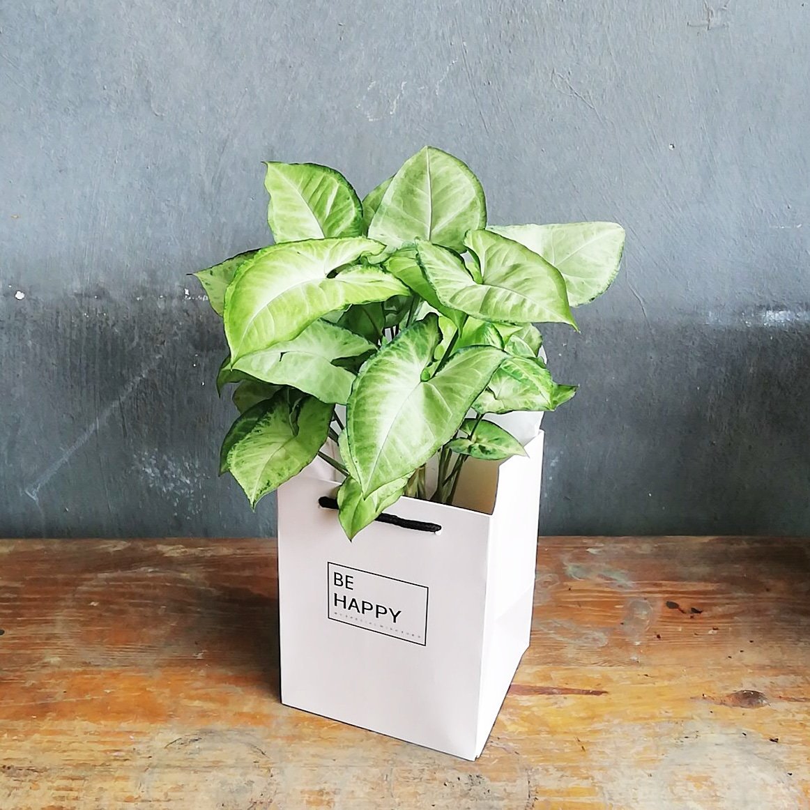kluxorious's tweet photo. Instead of flowers that soon wilt (not to mentioned so pricey), why not send a plant that keeps on growing? Get this GROWING Gift and make someone's day! https://t.co/2eCn570KSw