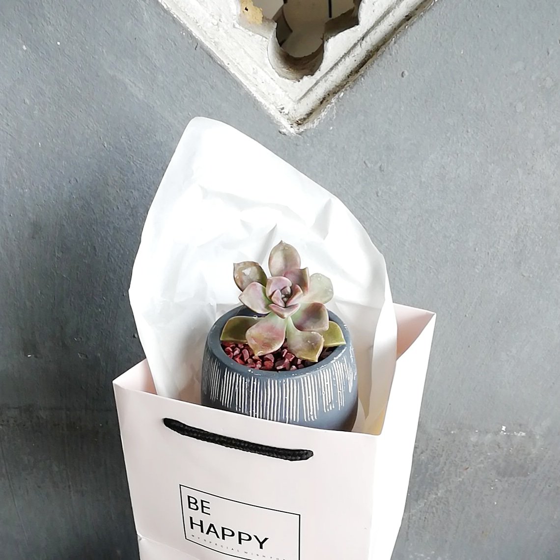 kluxorious's tweet photo. Instead of flowers that soon wilt (not to mentioned so pricey), why not send a plant that keeps on growing? Get this GROWING Gift and make someone's day! https://t.co/2eCn570KSw