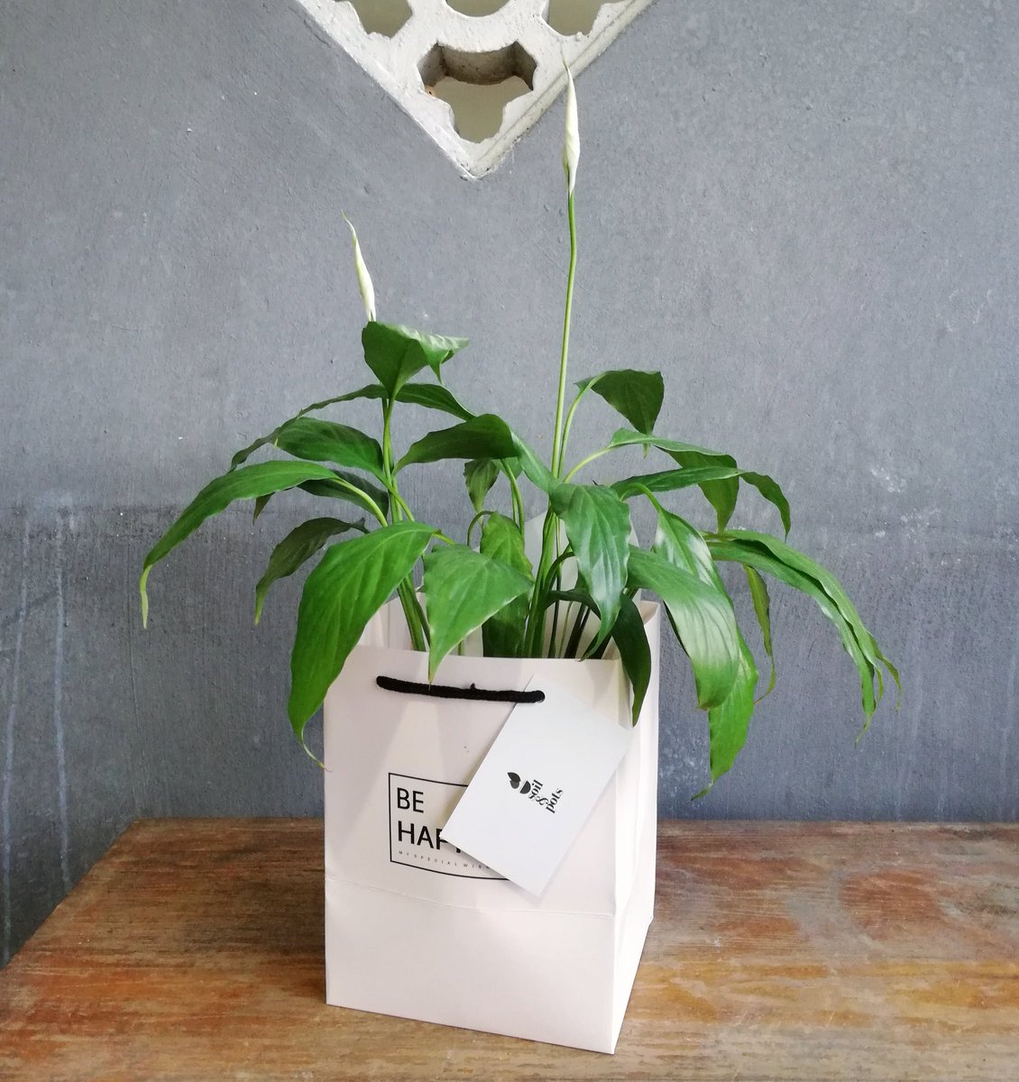 kluxorious's tweet photo. Instead of flowers that soon wilt (not to mentioned so pricey), why not send a plant that keeps on growing? Get this GROWING Gift and make someone's day! https://t.co/2eCn570KSw