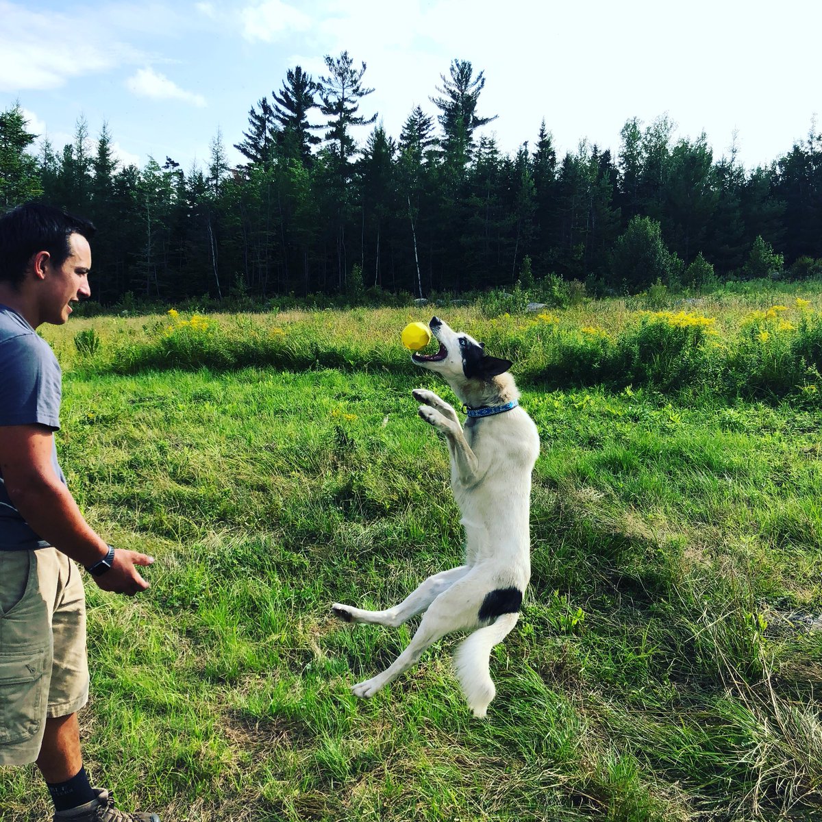 When you love the Playology chicken scented crunch ball, you’ll do anything to get it 🐾❤️ #playologypets #bestofnewengland #dogs #dogsoftwitter #DogDay #DogLover #dogsledding #dogsarelove #catch #fetch