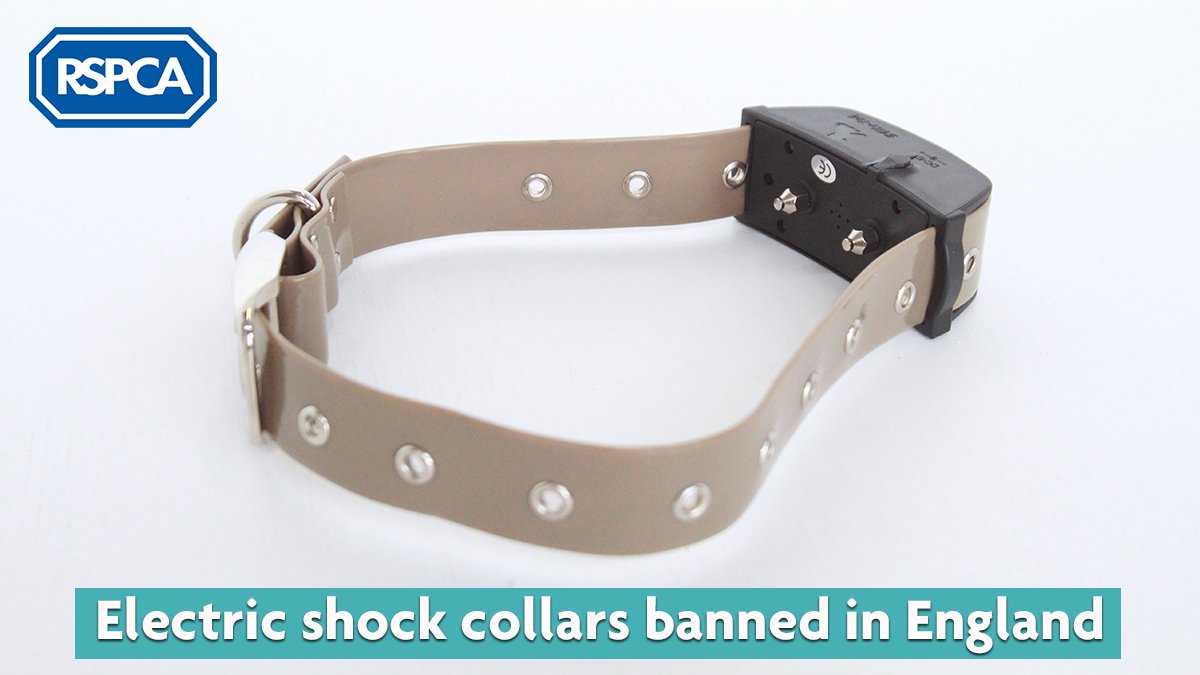 RSPCA (England & Wales) on Twitter "Today the UK Government has banned