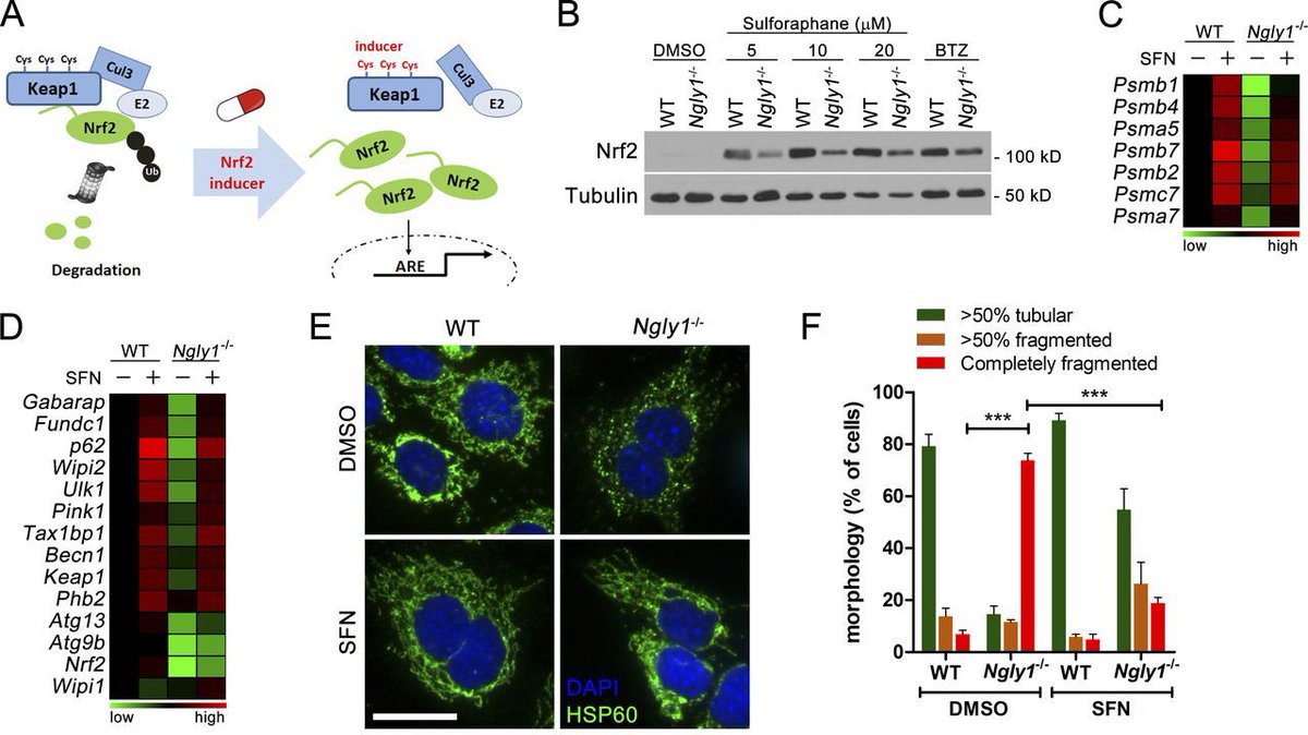 MedicineCell's tweet photo. RT @JExpMed NGLY1 regulates mitochondrial homeostasis &amp; mitophagy through transcription factor NRF1. In absence of NGLY1, clearance of damaged mitochondria is impaired, activating innate immune nucleic acid–sensing pathways https://t.co/mo06ljGftH  https://t.co/vZ8RwMGlyg