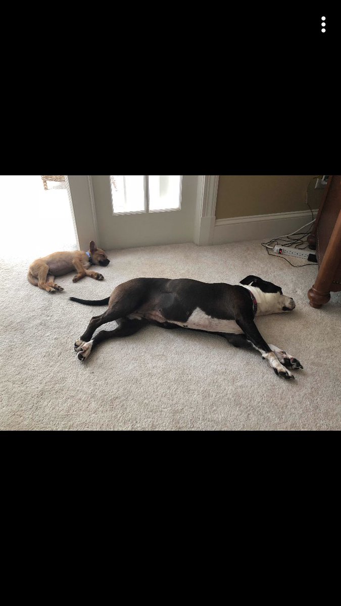 C_Reilly45's tweet photo. This is a day late but I miss my pups so #NationalDogDay2018 https://t.co/7Tkl4iLyxj
