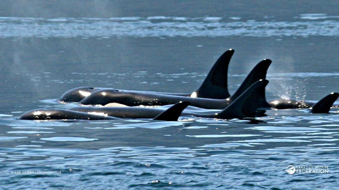 killer whale or orca pod