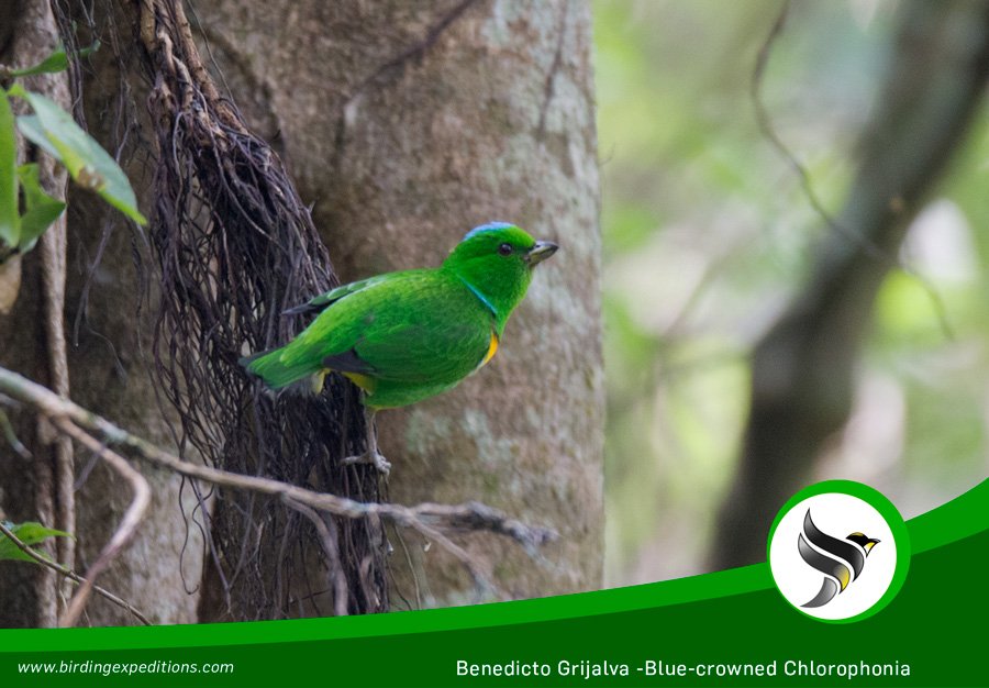 photographed on our recent bird watching tour of regional endemic birds in Guatemala #BirdwatchingTourGuatemala  Blue-crowned Chlorophonia #Photography #Guatemala #Birdwatching birdwatchingguatemala.com