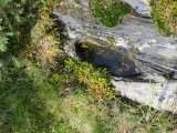 St Palladius' Footprint (Camusvrachan)

from Uralsdaughter: The 'footprint' full of water. Difficult to find through all the ferns and other plants. Once you see the top of the rocks, it's not that hard to spot. megalithic.co.uk/modules.php?op…