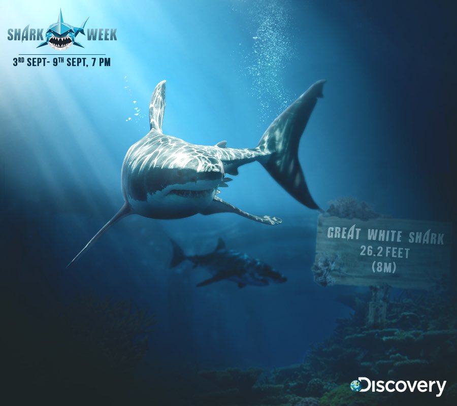 DiscoveryIN's tweet photo. Some sharks are really big. The largest ever shark was Megalodon, which is now extinct. The largest shark now is the whale shark. These are the top 4 biggest sharks. Want to know more?
Stay tuned for Shark Week starting 3rd September at 7 PM.
#SharkWeek #SharkWeek30 https://t.co/8RthOPfmNd
