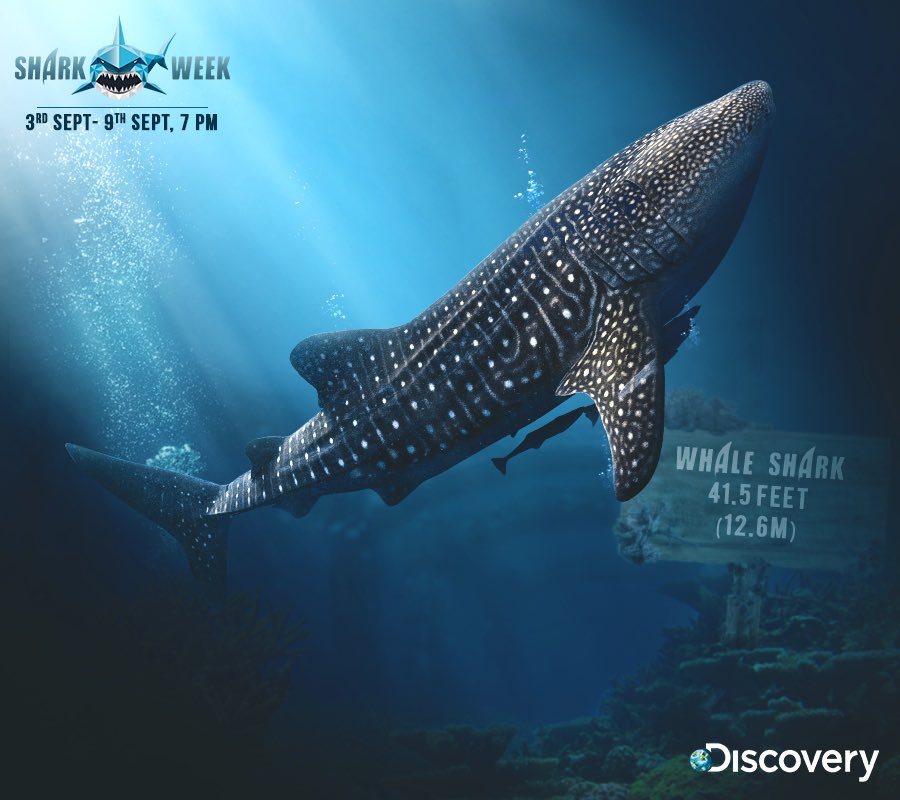 DiscoveryIN's tweet photo. Some sharks are really big. The largest ever shark was Megalodon, which is now extinct. The largest shark now is the whale shark. These are the top 4 biggest sharks. Want to know more?
Stay tuned for Shark Week starting 3rd September at 7 PM.
#SharkWeek #SharkWeek30 https://t.co/8RthOPfmNd