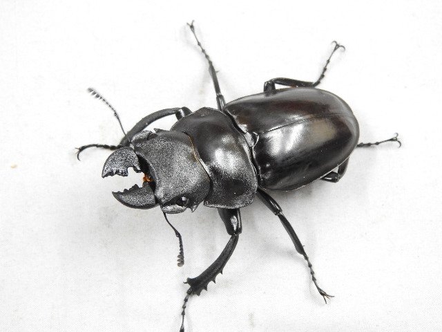 ドルクスグッズ クワガタ カブトムシ専門店 Di Twitter 入荷情報を更新しました 人気のボルネオ産マンディやリノケロス ちょいレアな フィリピン産ラティペニスなど外国産の他に材割り採集品のキュウシュウヒメオオや樹液採集品の東京産ヒラタやアマミシカ