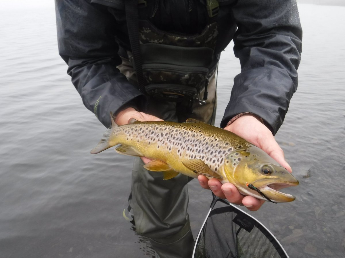 cerivthomas's tweet image. A brilliant days llyn bashing with @LeeEvansWales &amp;amp; @nrc_steedman yesterday. Weather was truly foul with torrential rain, strong winds and hill fog, but the trout obliged as hoped. Numerous fish were captured with some real lumps lost. #perfectconditions