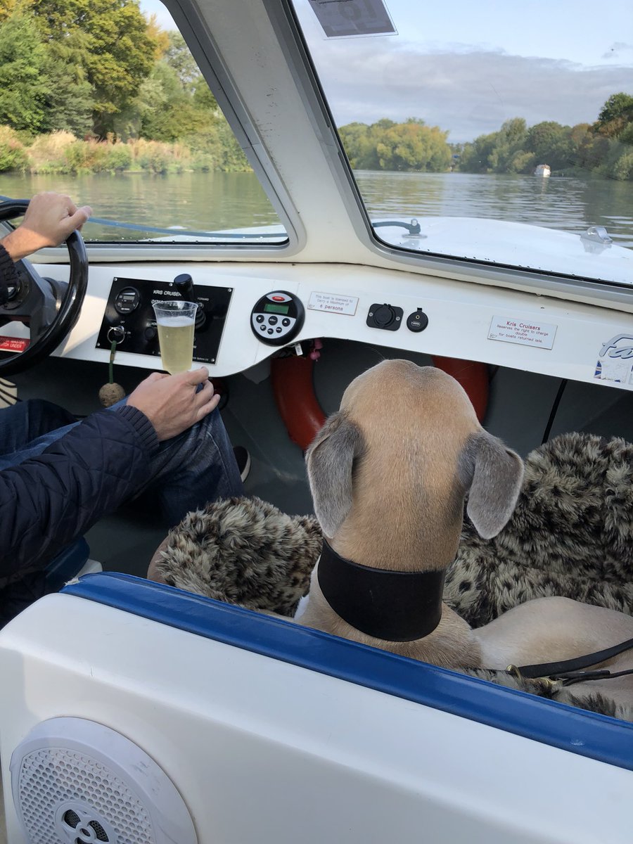 WhippetWillow's tweet image. travelling at 5mph, up the Royal River Thames, watching the duckies #BankHolidayMonday