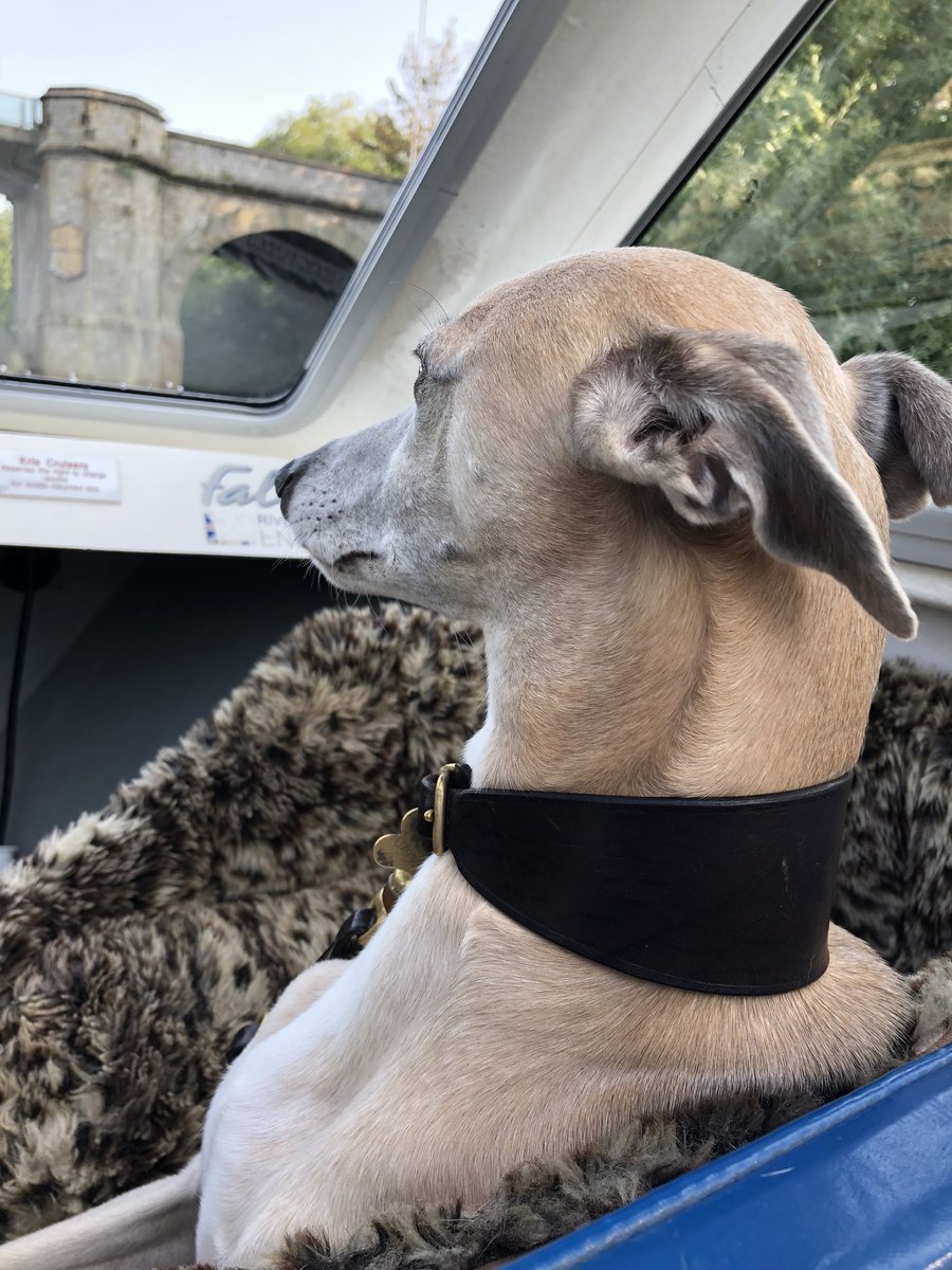 WhippetWillow's tweet image. travelling at 5mph, up the Royal River Thames, watching the duckies #BankHolidayMonday