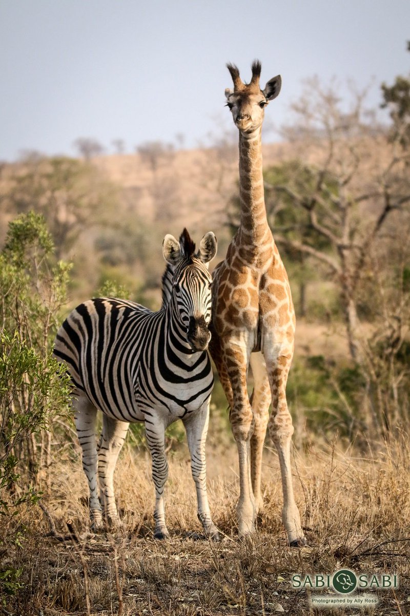 Sabi Sabi Na Twitteru We Enjoyed The Sweetest Interaction Between This Young Giraffe And Zebra The Giraffe Was Nibbling On Its Ears And They Were Nuzzling Up Against Each Other Constantly Zebra