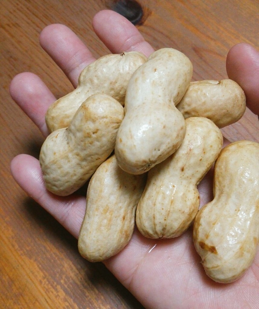 まめ ジャンボ落花生 おおまさり を塩ゆでするにゃ 主人の実家のある富士市は 落花生の栽培が盛ん スーパーの野菜コーナーに売っている生落花生を 家で塩ゆでするのがポピュラーな食べ方です 私の故郷岐阜では生落花生を店先で見かけたことすら まめ ジャンボ落花生 おおまさり を塩ゆでするにゃ 主人の実家のある富士市は 落花生の栽培が盛ん スーパーの野菜コーナーに売っている生落花生を 家で塩ゆでするのがポピュラーな食べ方です 私の故郷岐阜では生落花生を店先で見かけたことすら