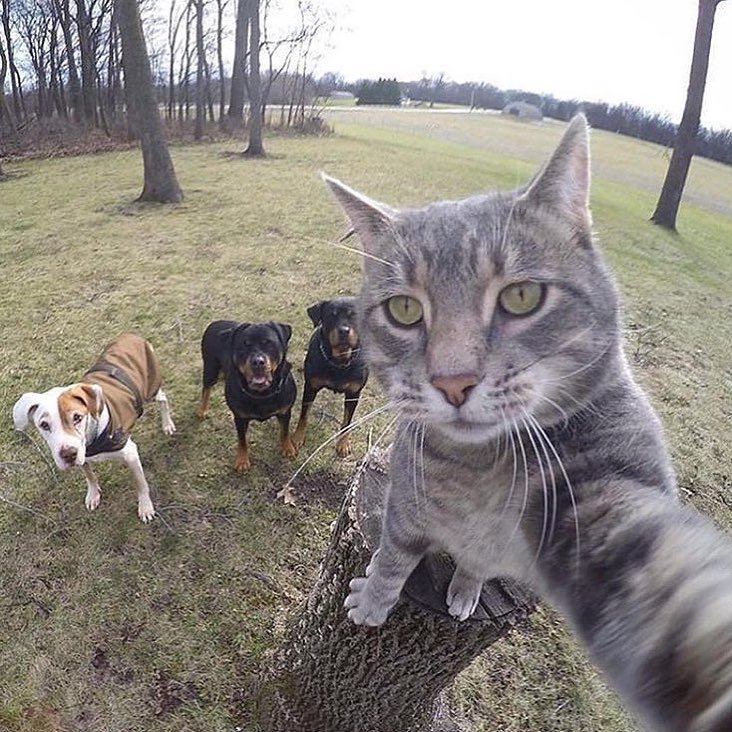 TrekPow's tweet photo. Caption this! 🐱🐶
#cat #dog #puppy #dogs #doglover #pets #animals #nationaldogday #pup #pet #cats #poodle #doggy #kitten #instacat #catlover https://t.co/p1czd8oQ9x