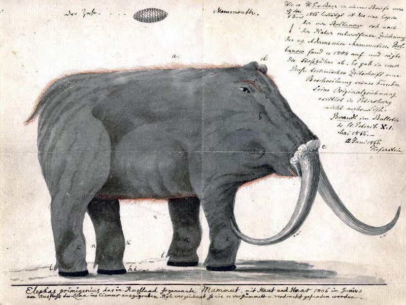 Thomas Jefferson Built This Country On Mastodons nothinginbiology.org/2018/08/27/tho…
