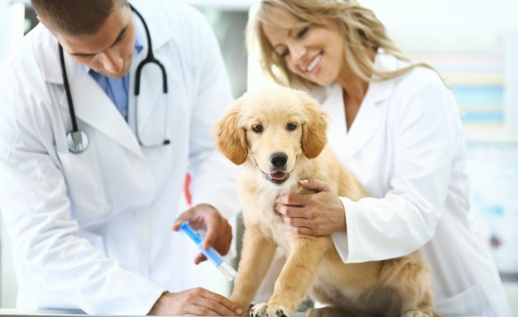 AnimalHealth Careers (@AHCareerscom) / Twitter AnimalHealth Careers (@AHCareerscom) / Twitter