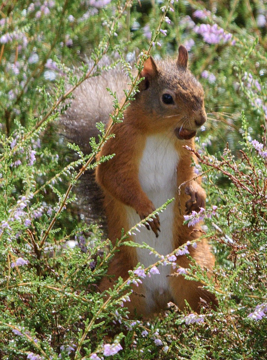 Wildlife News tweet media